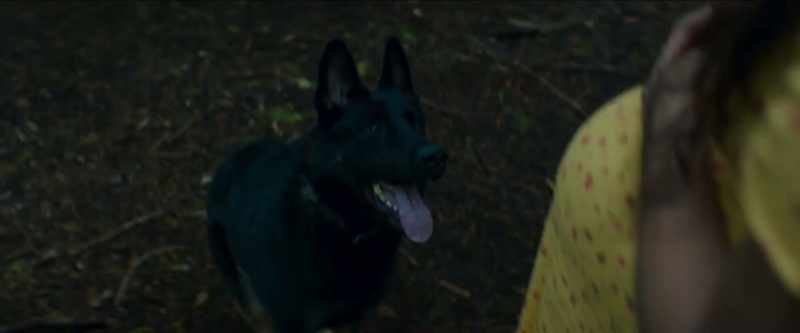 (barks)
