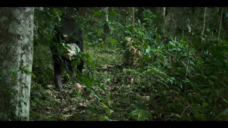 Bartoli and Herzog