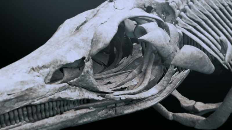 based-on-estimates-of-other-ichthyosaur-species