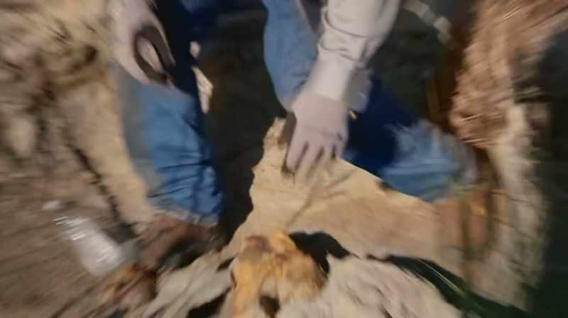 BASED ON THE WIDTH OF THESE RIB BONES