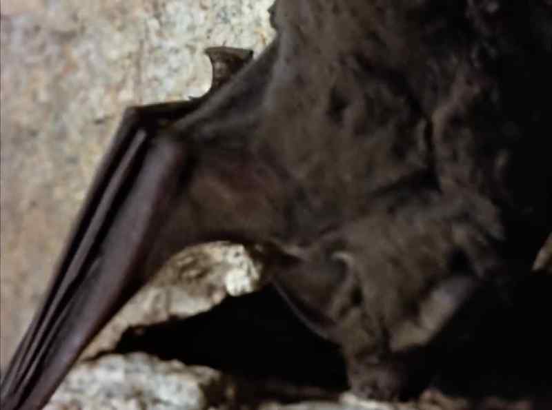 Bats are the only flying mammals