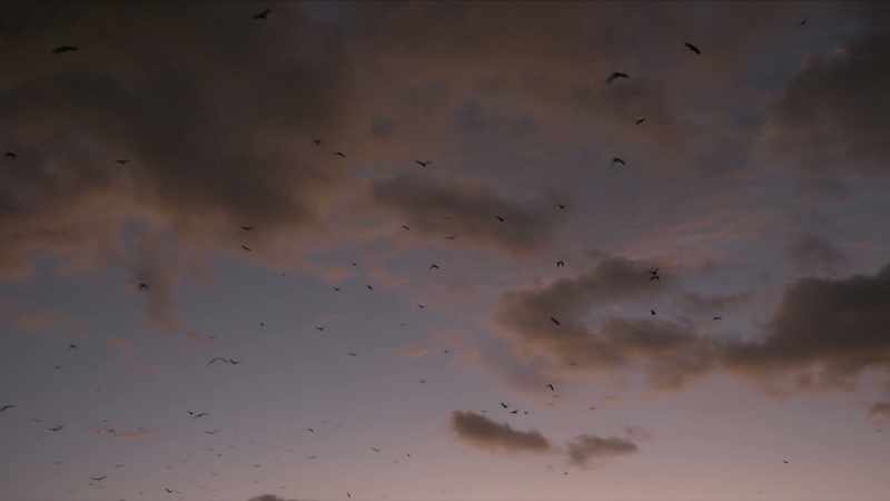 [Bats screech]