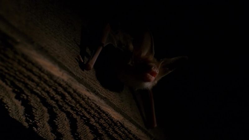 (bats squealing)
