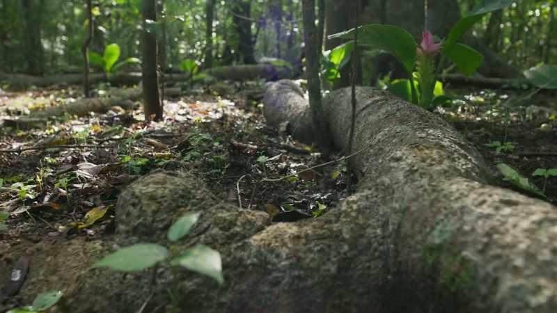 Battles between animals and plants