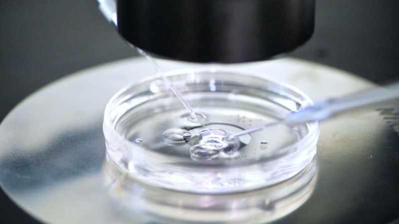 [Bayrak] So, you have an embryo that has developed