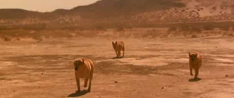 Be cool Dingoes