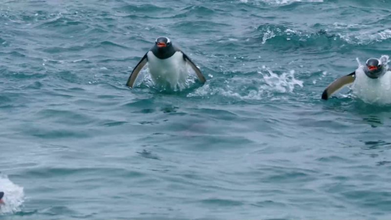 BEAR: A changing climate around Antarctica is helping