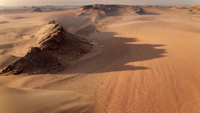 BEAR: In Africa's Namib Desert