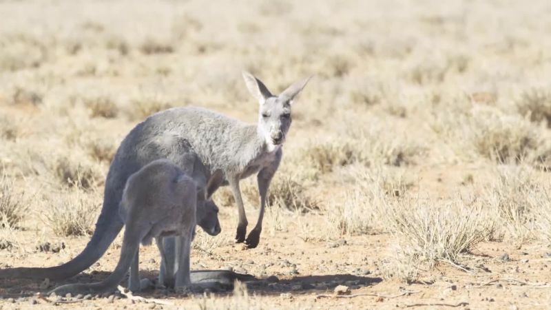 BEAR: In Australia, a kangaroo and her joey