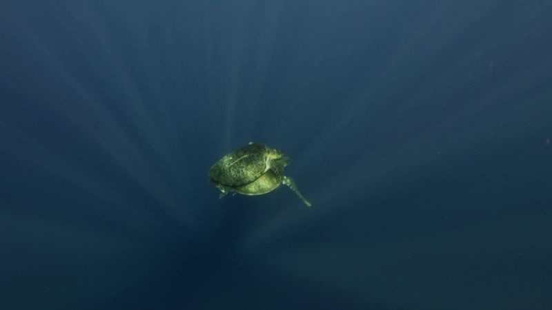 BEAR: Off the coast of Malaysia
