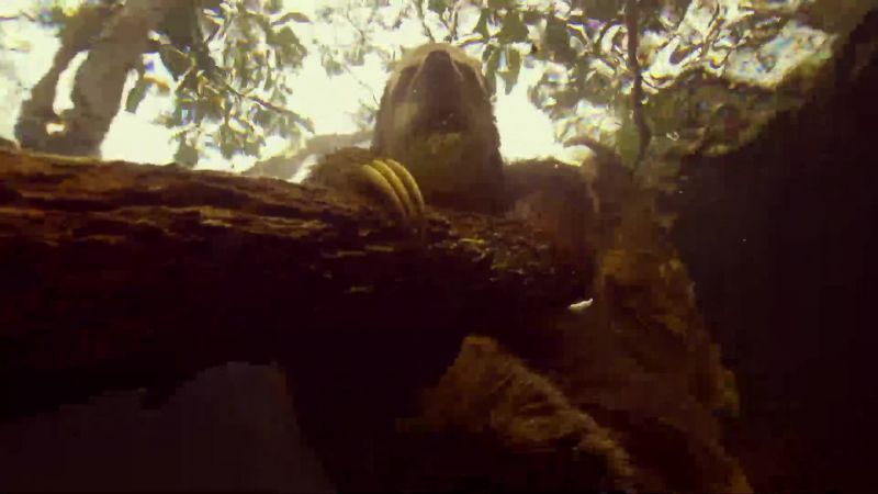 BEAR: This sloth's home is flooded