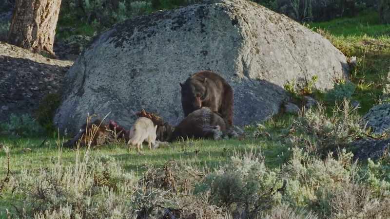 Bears are equally menacing