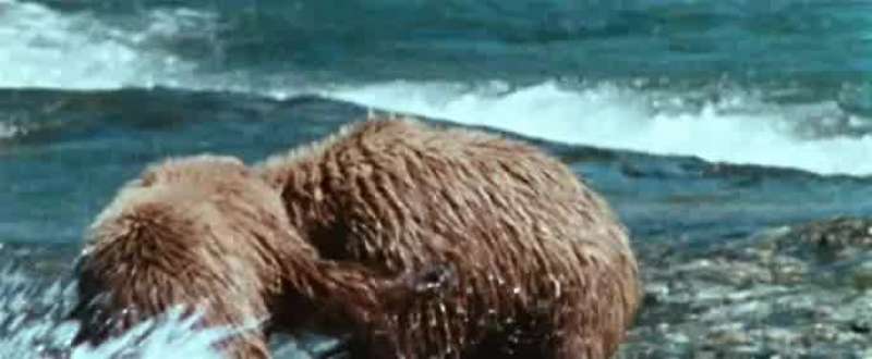 Bears have been known to attack man