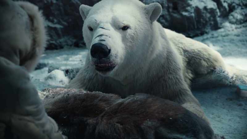 Bears see tricks and deceit as plain as arms and legs