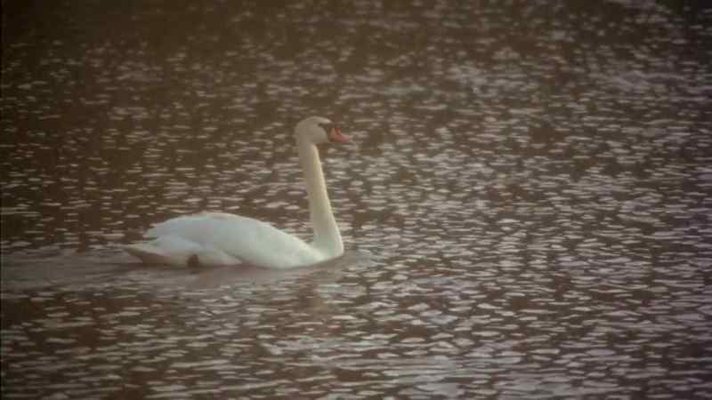 Beautiful birds, them swans