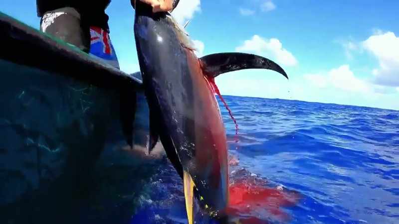 Beautiful fish. This is the size of fish we need