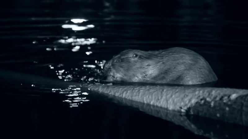 Beavers are still hard to see