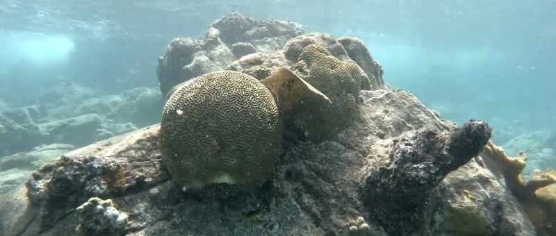 it became a multicellular system, which then turned into fish