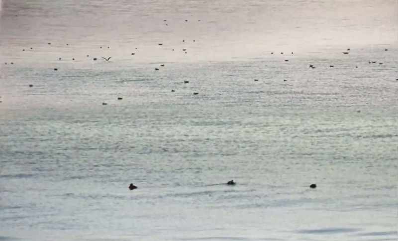 Because they feed in the open sea