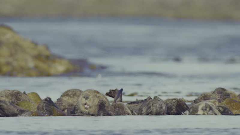 Because they live their entire lives in such cold waters
