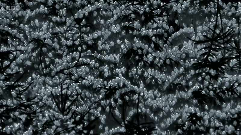Because, even now, the starlings are not safe