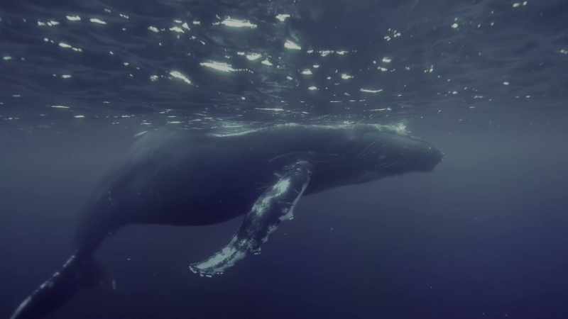 Because our future, too, depends on a healthy blue planet