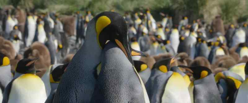 Because Rocky's yellow feathers…