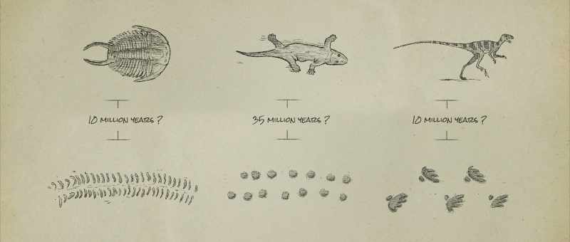 because if there are footprints, there are animals