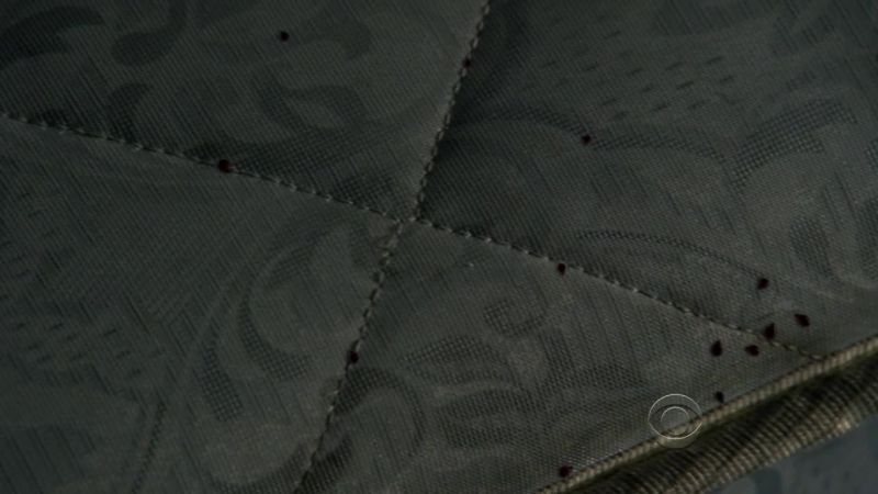 Bedbugs