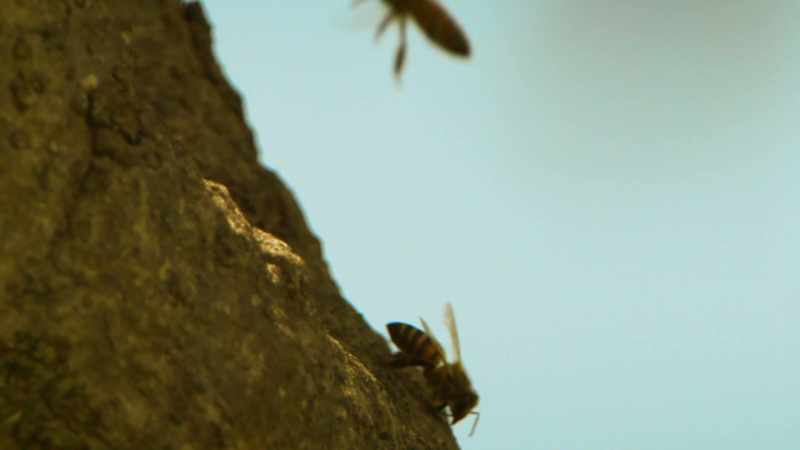 BEES BUZZ