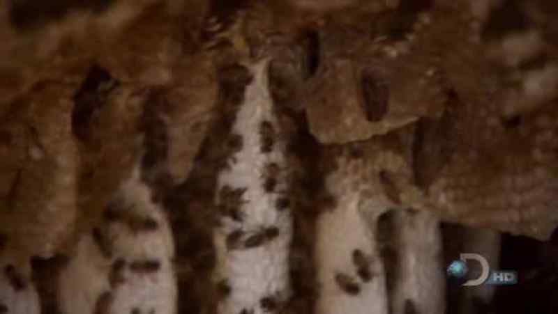 [ BEES BUZZING ]