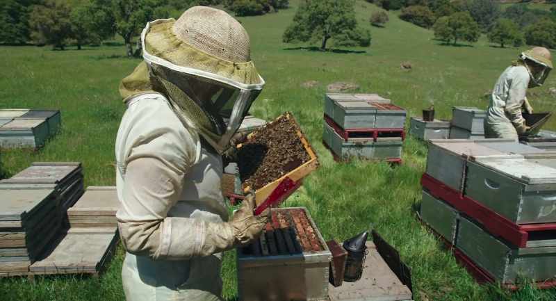 [ Bees buzzing ]