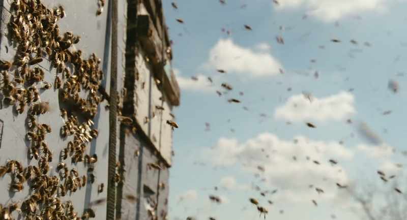 [ Bees buzzing ]