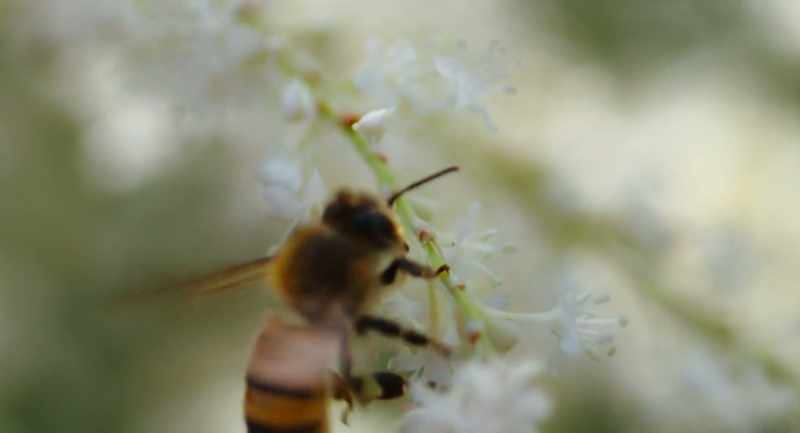 Bees, it turns out, are very good
