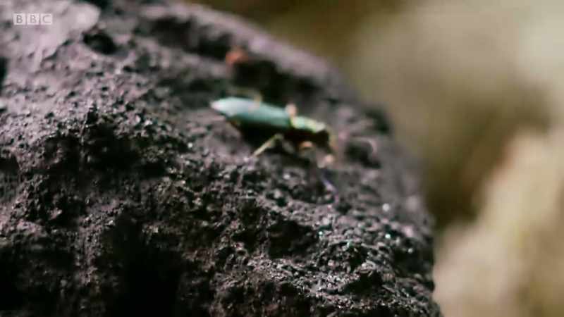 before eventually emerging as an adult beetle