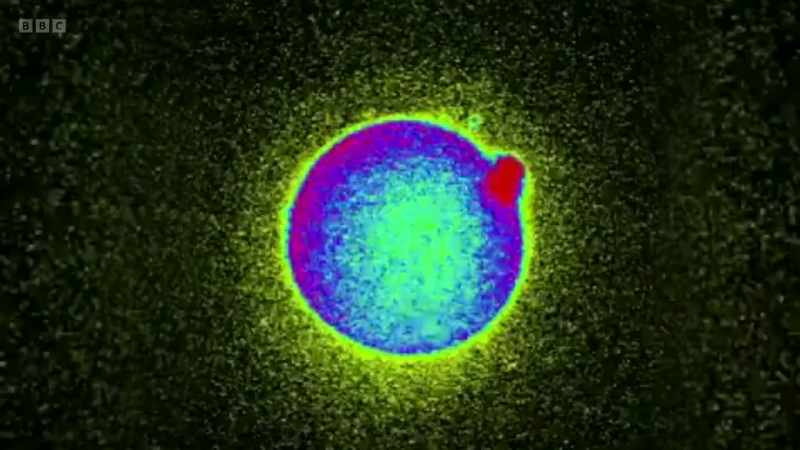 Before fertilization