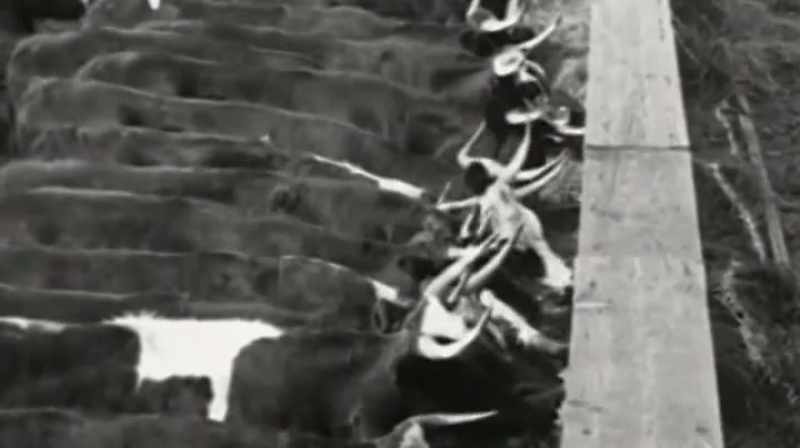 Before the war, food distribution relied