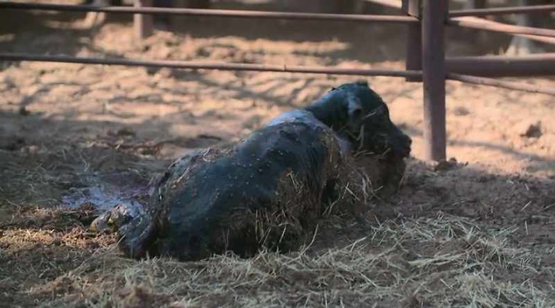 Being able to see stuff like that, seeing that calf born