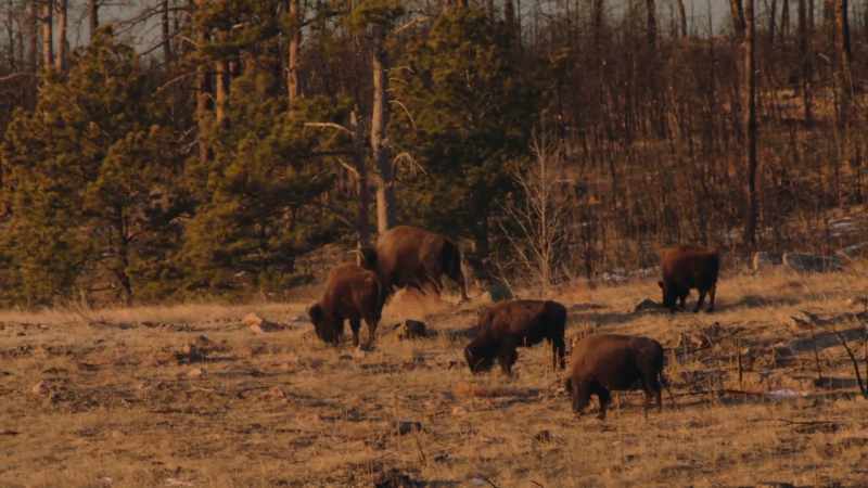 Being saved from extinction is not the same as