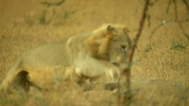 BELLOWING AND ROARING