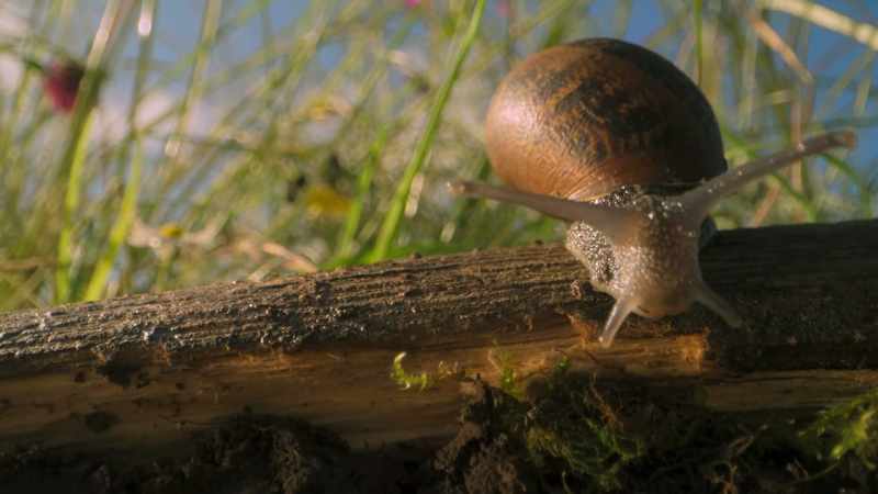 Beneath a European Meadow