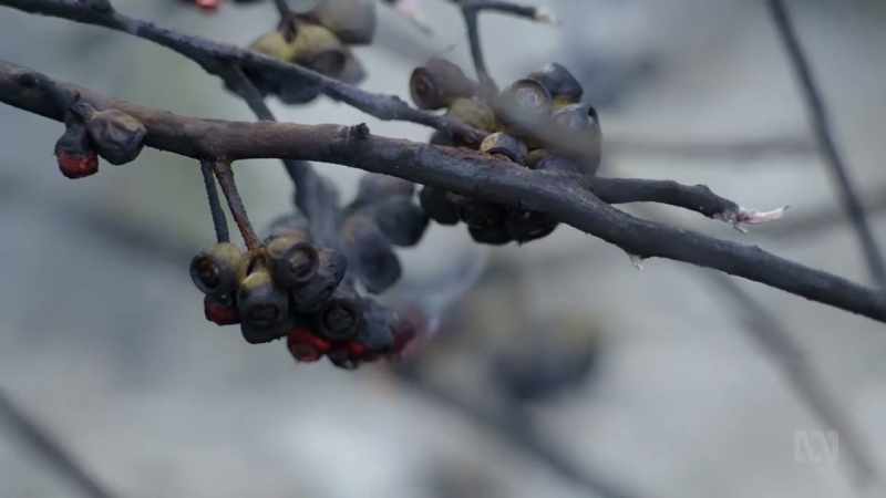 Beneath the ash, the seeds live on