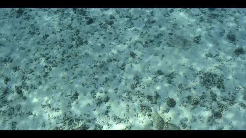 Beneath the shoals