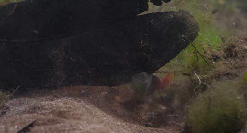 Beneath them, the killifish have no way of knowing