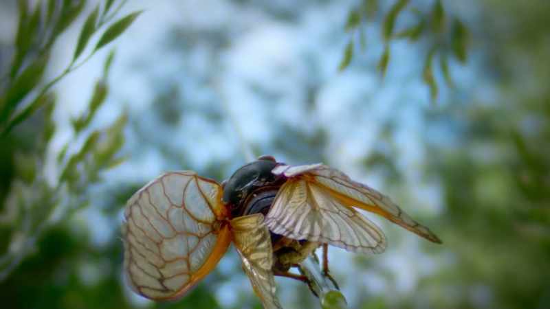 BENEDICT: A zombie cicada