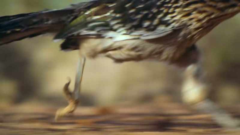 BENEDICT: Another meal secured, Dad heads home