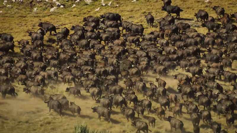 BENEDICT: But when buffalo move as a battalion