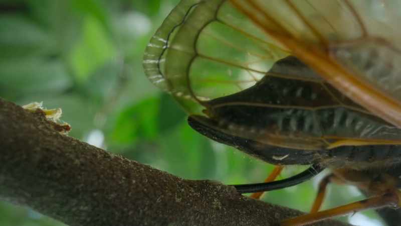 BENEDICT: But with millions mating