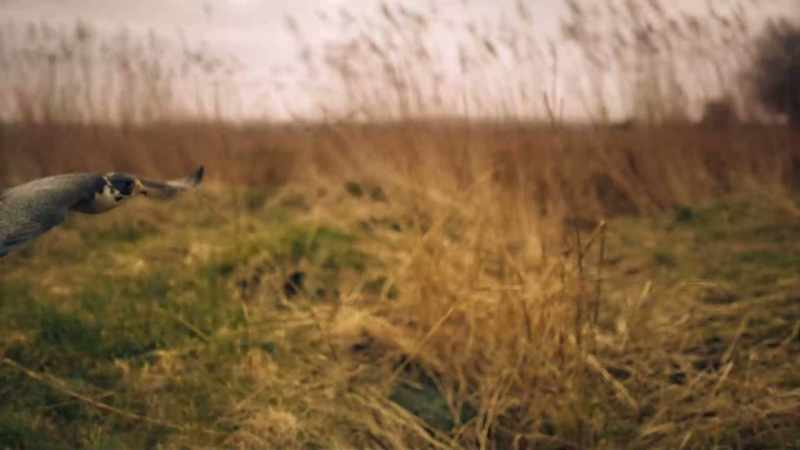 BENEDICT: Flying low to avoid detection
