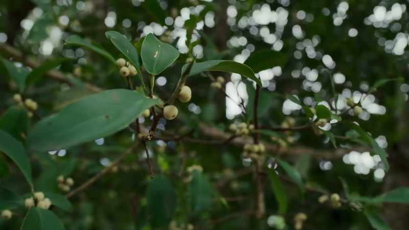 BENEDICT: Fruiting trees